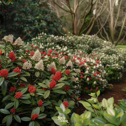 Skimmia Gift Set