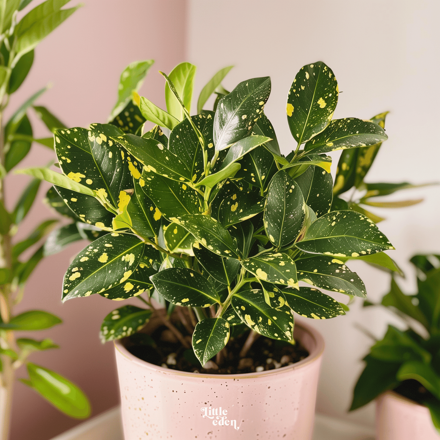 Japanese Laurel Gift Set