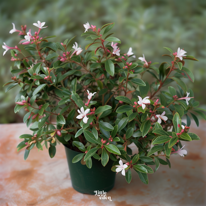 Abelia Gift Set
