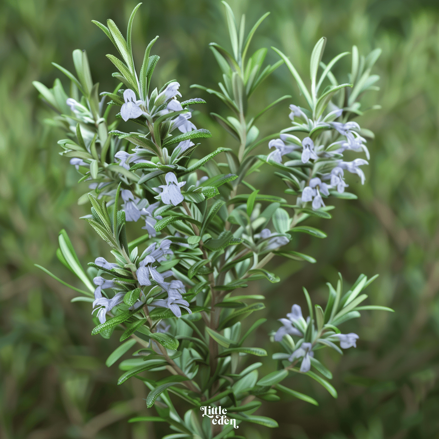 Rosemary Gift Set