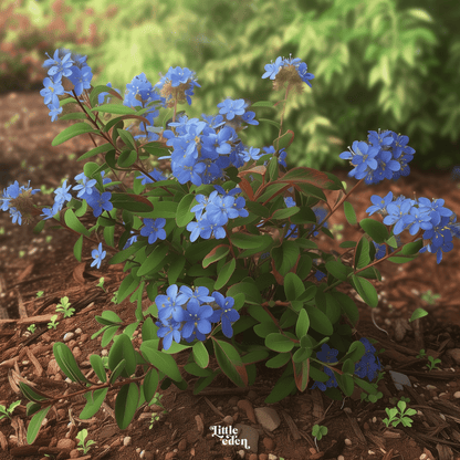 Chinese Plumbago Gift Set