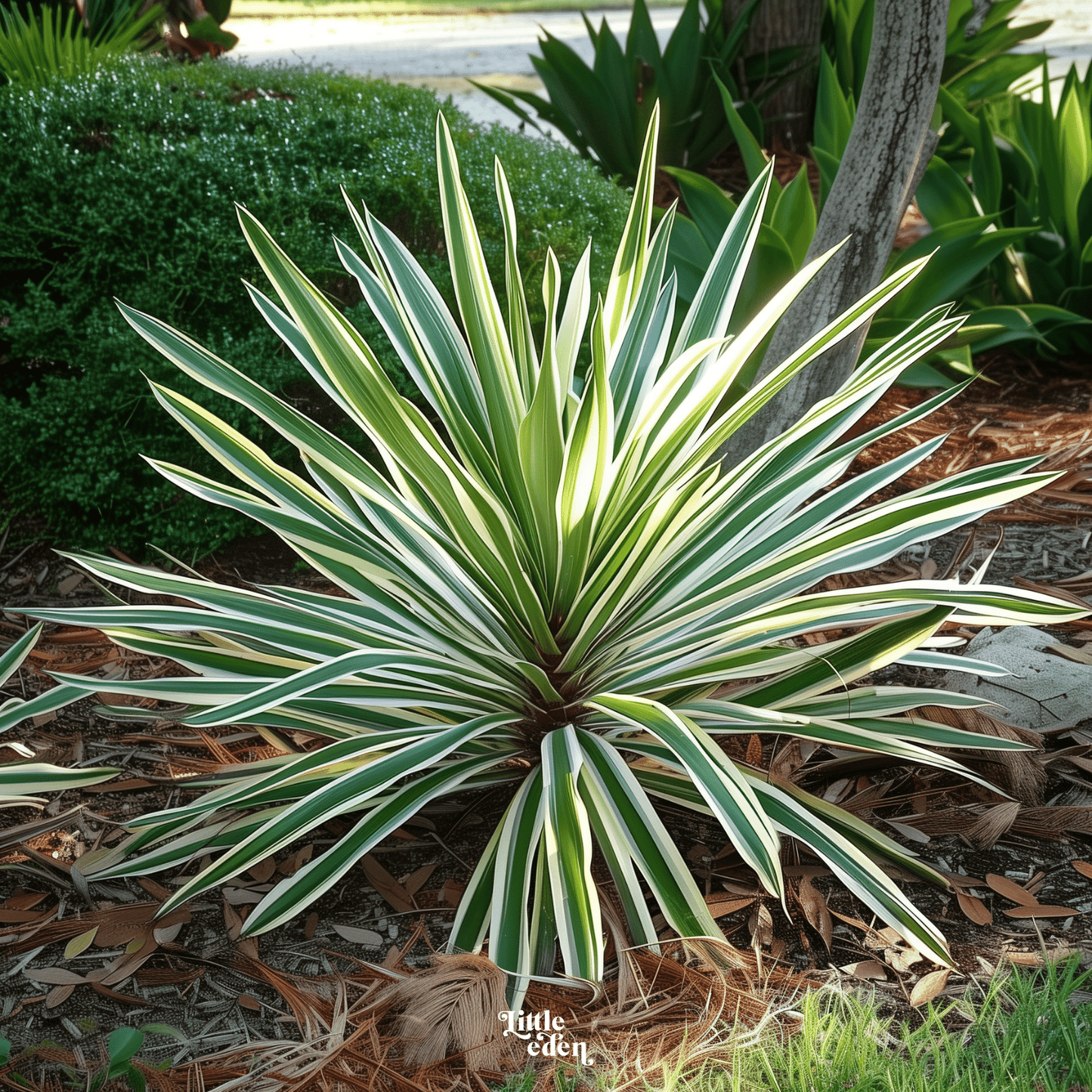 Yucca Gift Set