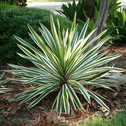 Yucca Gift Set