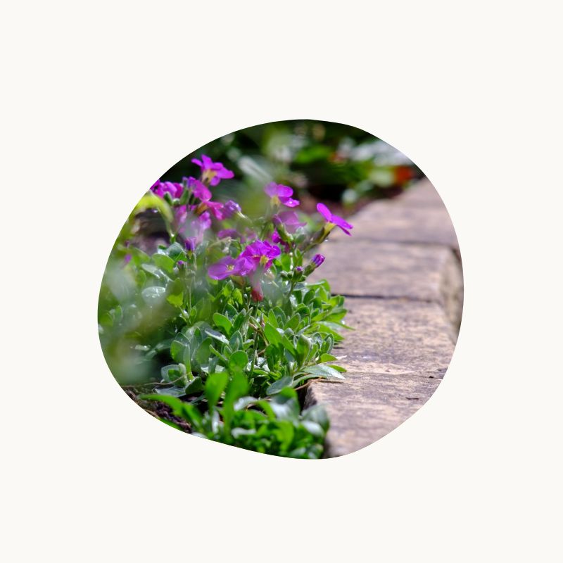 Plant border