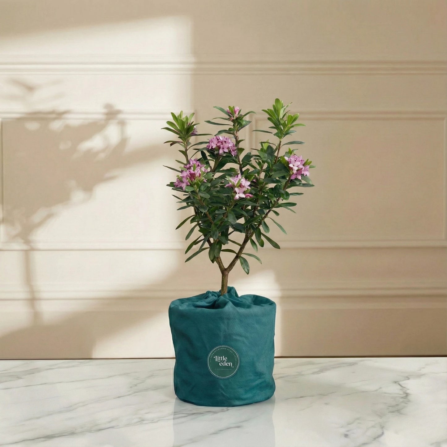 Daphne Gift Set — Hope & Comfort