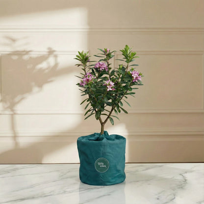 Daphne Gift Set — Hope & Comfort