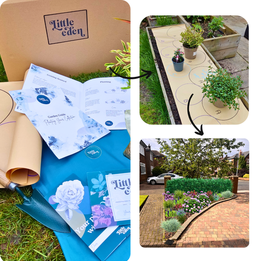 David's Plant-by-Numbers Kit