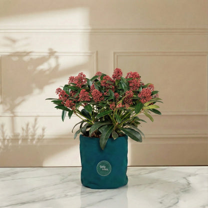 Skimmia — Protection & Sanctuary Gift