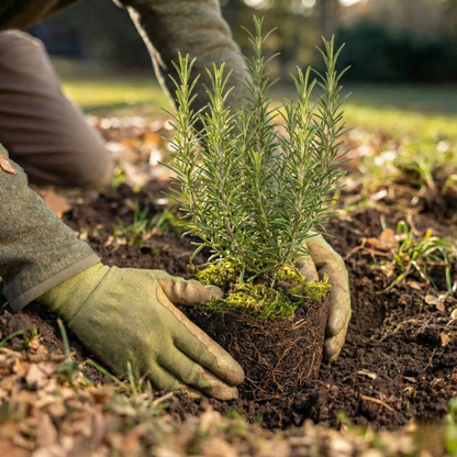 Rosemary Memorial Plant