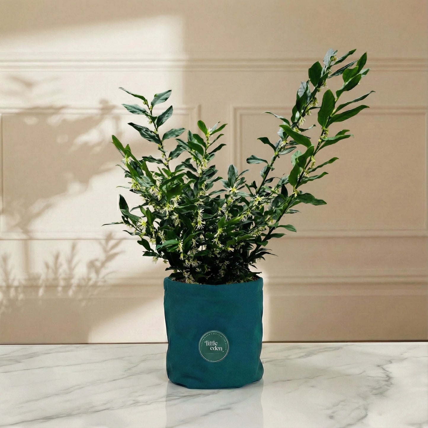 Sarcococca — Love & Support