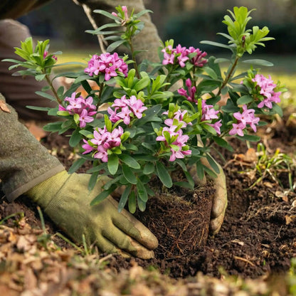 Daphne Memorial Plant