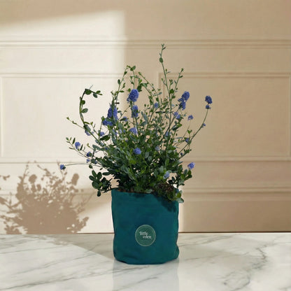 California Lilac — Enduring Memory Gift