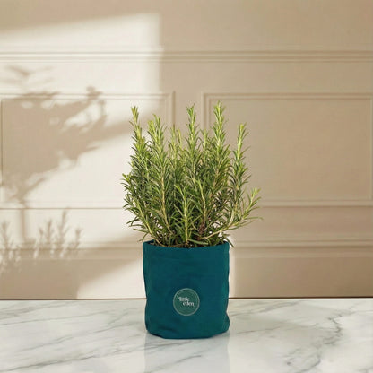 Rosemary — Eternal Memory