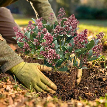 Skimmia Memorial Plant