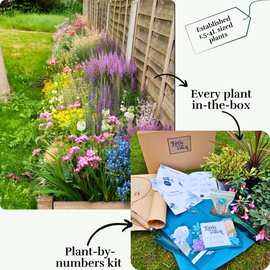 Helson's Left Border