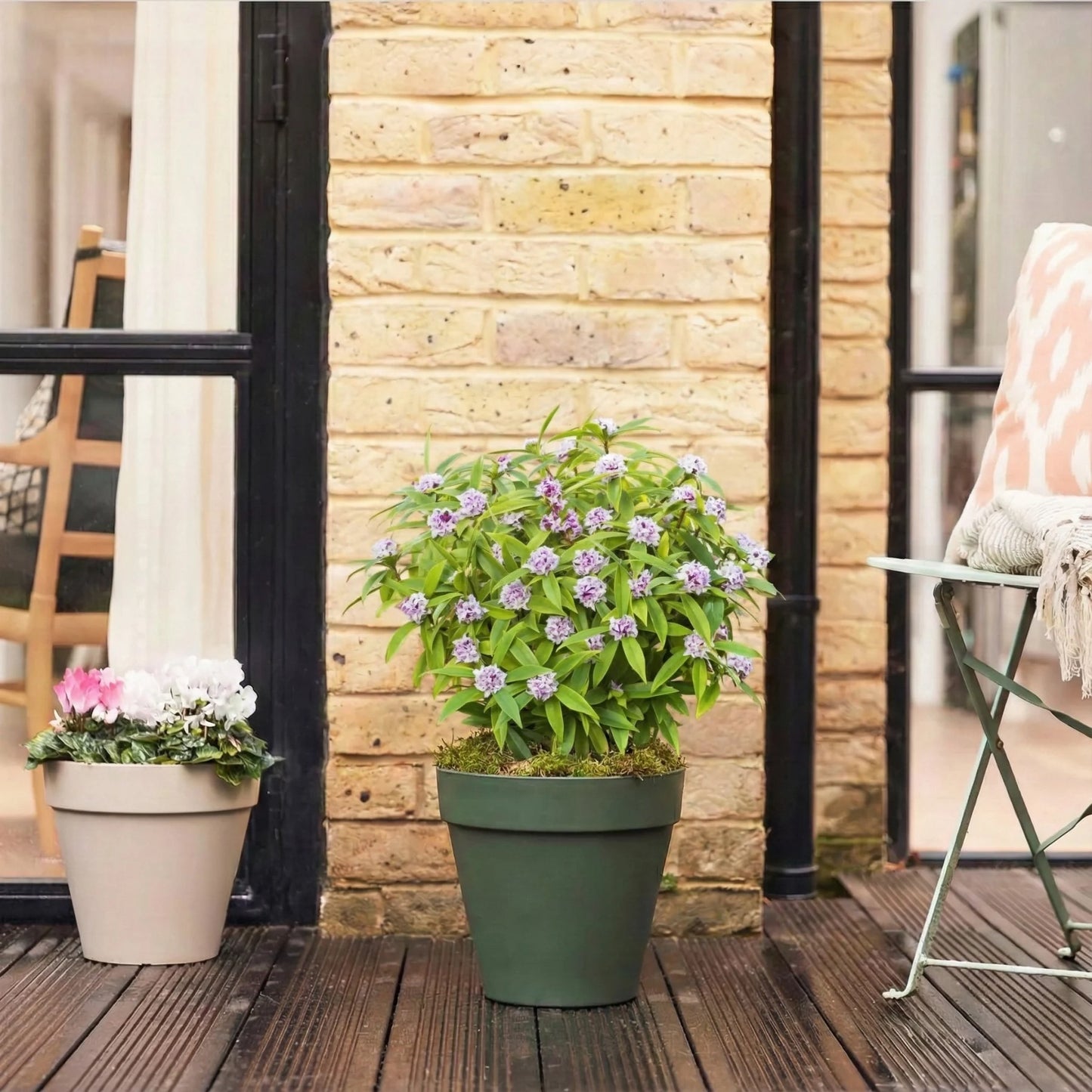 Daphne Gift Set — Hope & Comfort