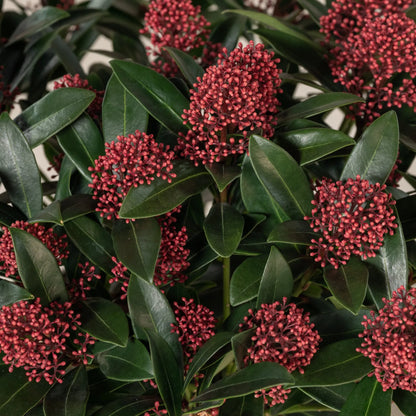 Skimmia Memorial Plant