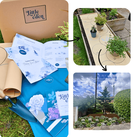 Malavika's Plant-by-Numbers Kit