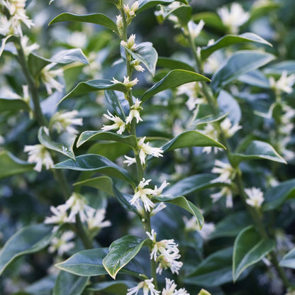 Sarcococca — Love & Support