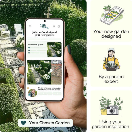 Boxwood Elegance Garden Blueprint