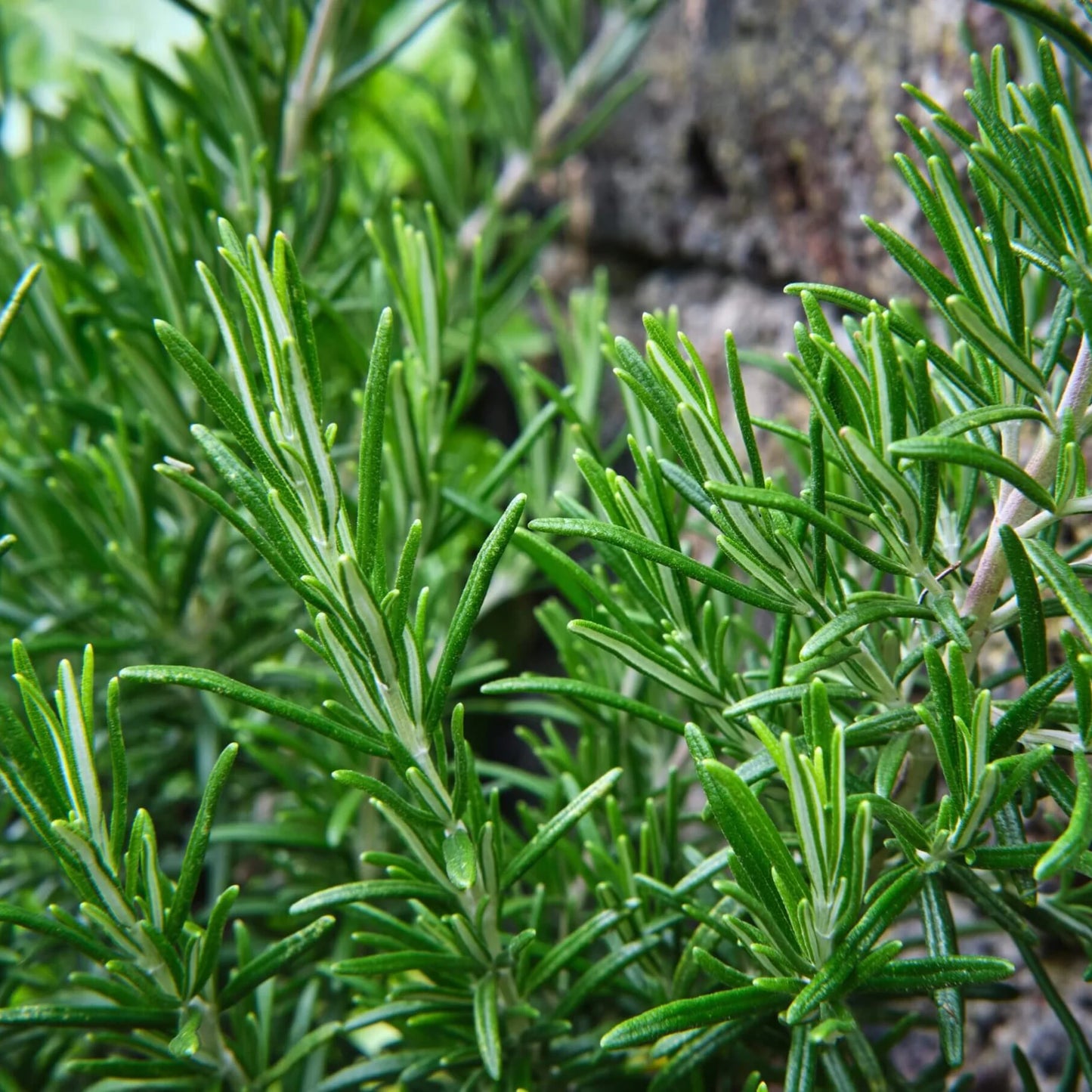 Rosemary — Eternal Memory