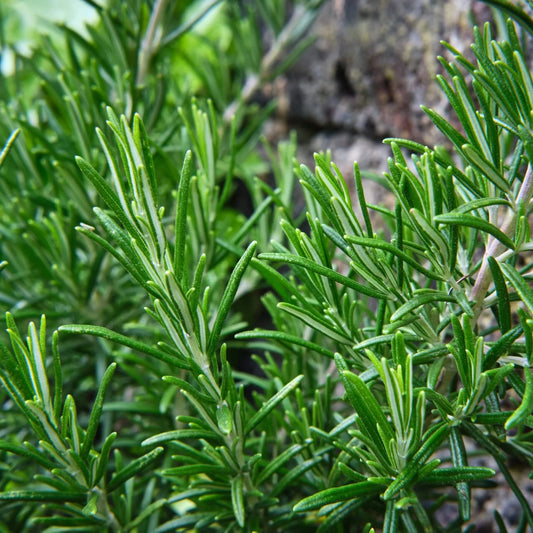 Rosemary — Eternal Memory