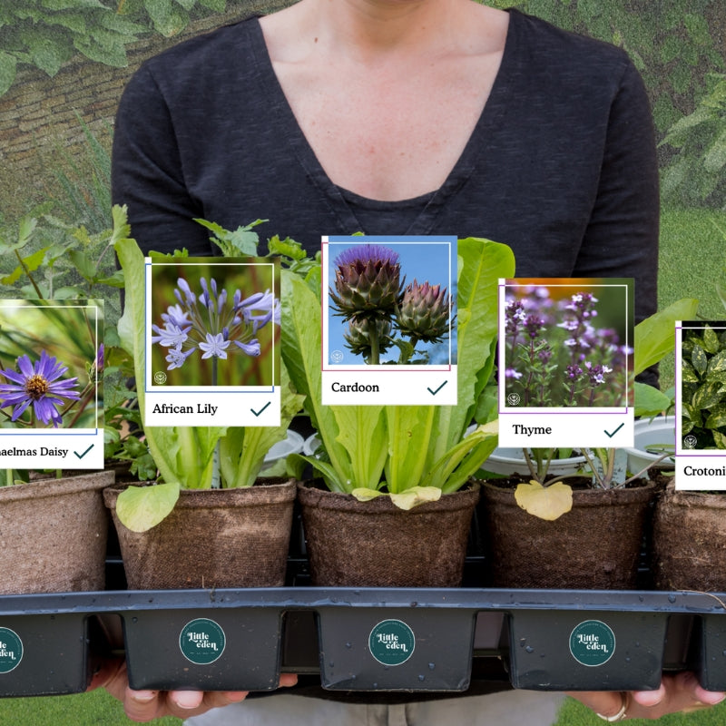 up to 28 plants