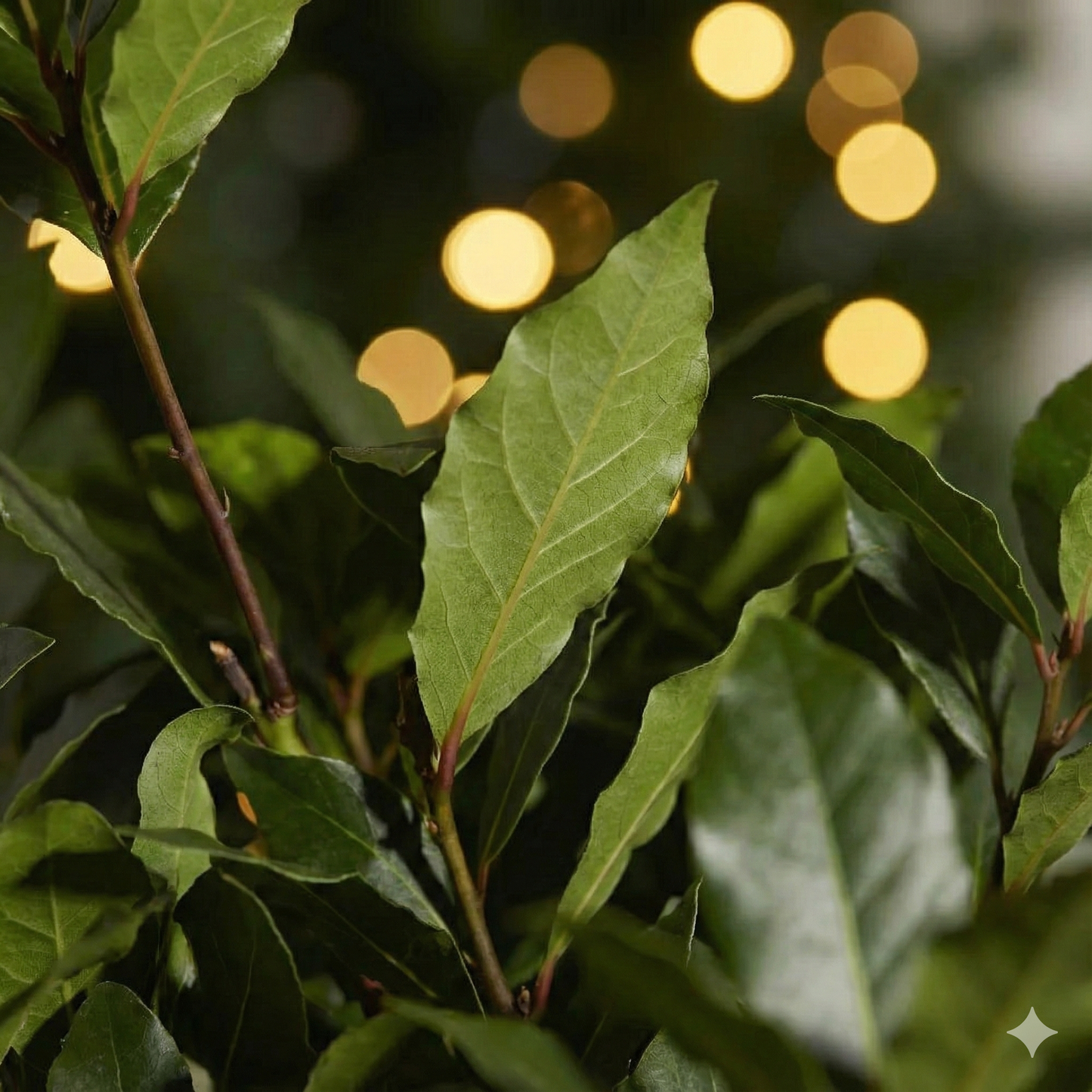 Bay Tree Gift Set – Strength & Courage