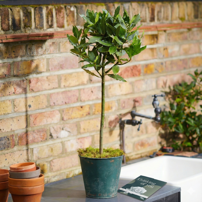 Bay Tree Gift Set – Strength & Courage