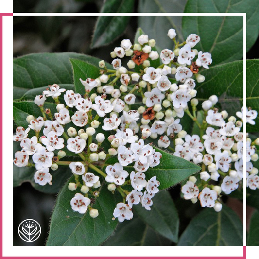 Viburnum Care Guide