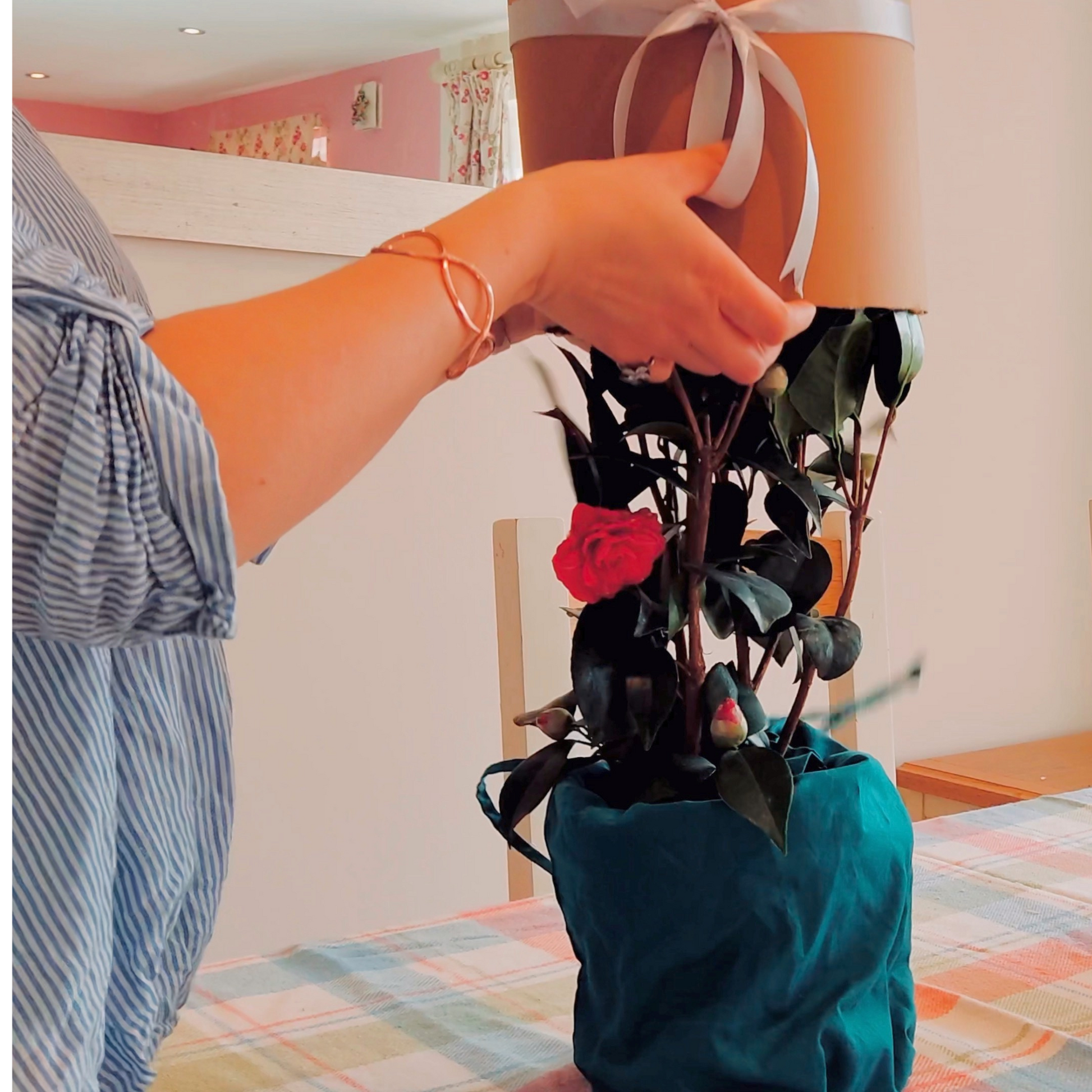 Opening plant gift