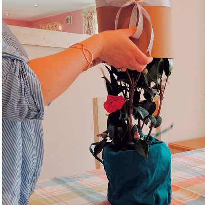 Opening plant gift