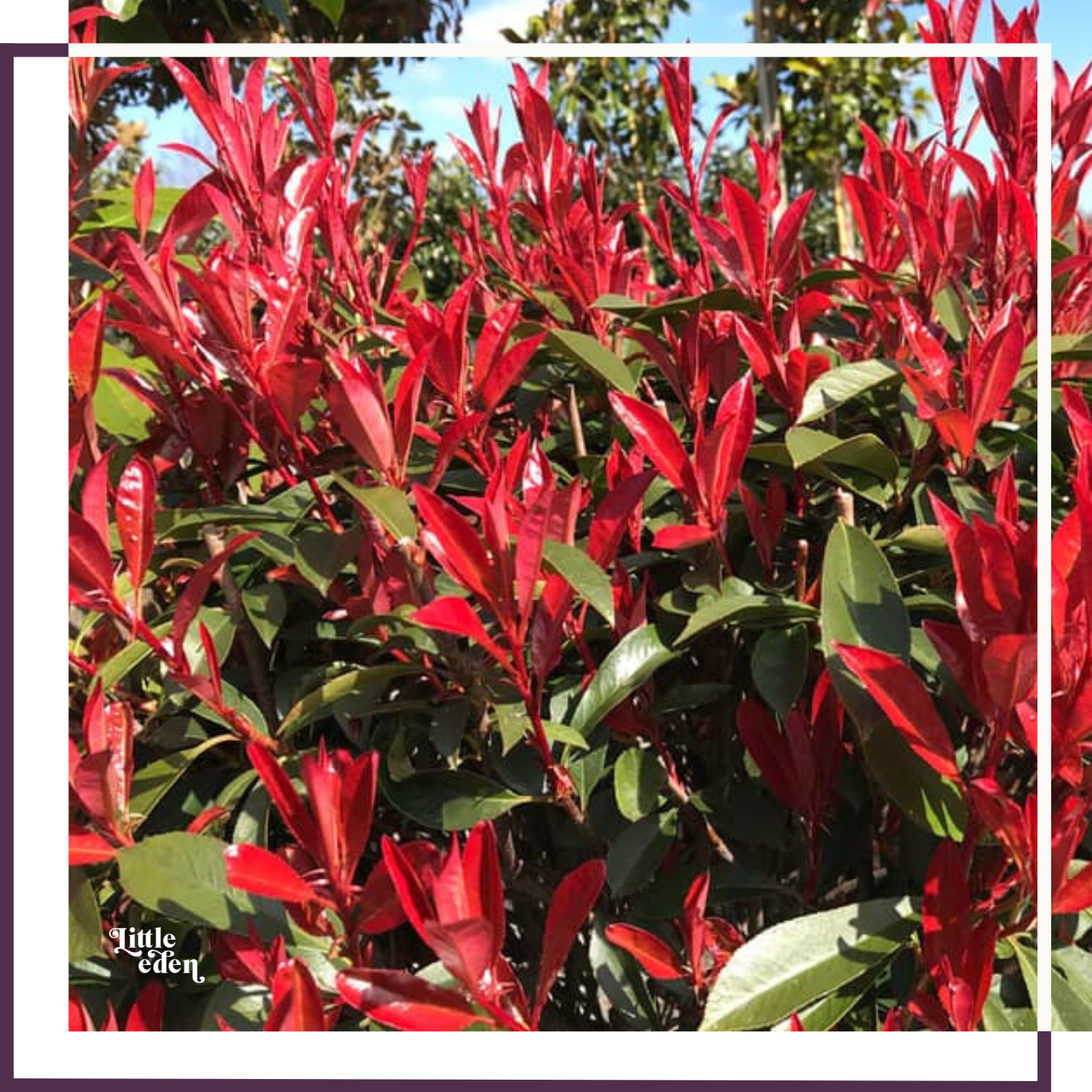 Photinia plant photo