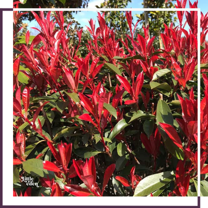 Photinia plant photo