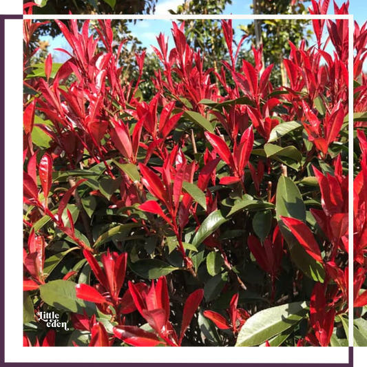 Photinia plant photo